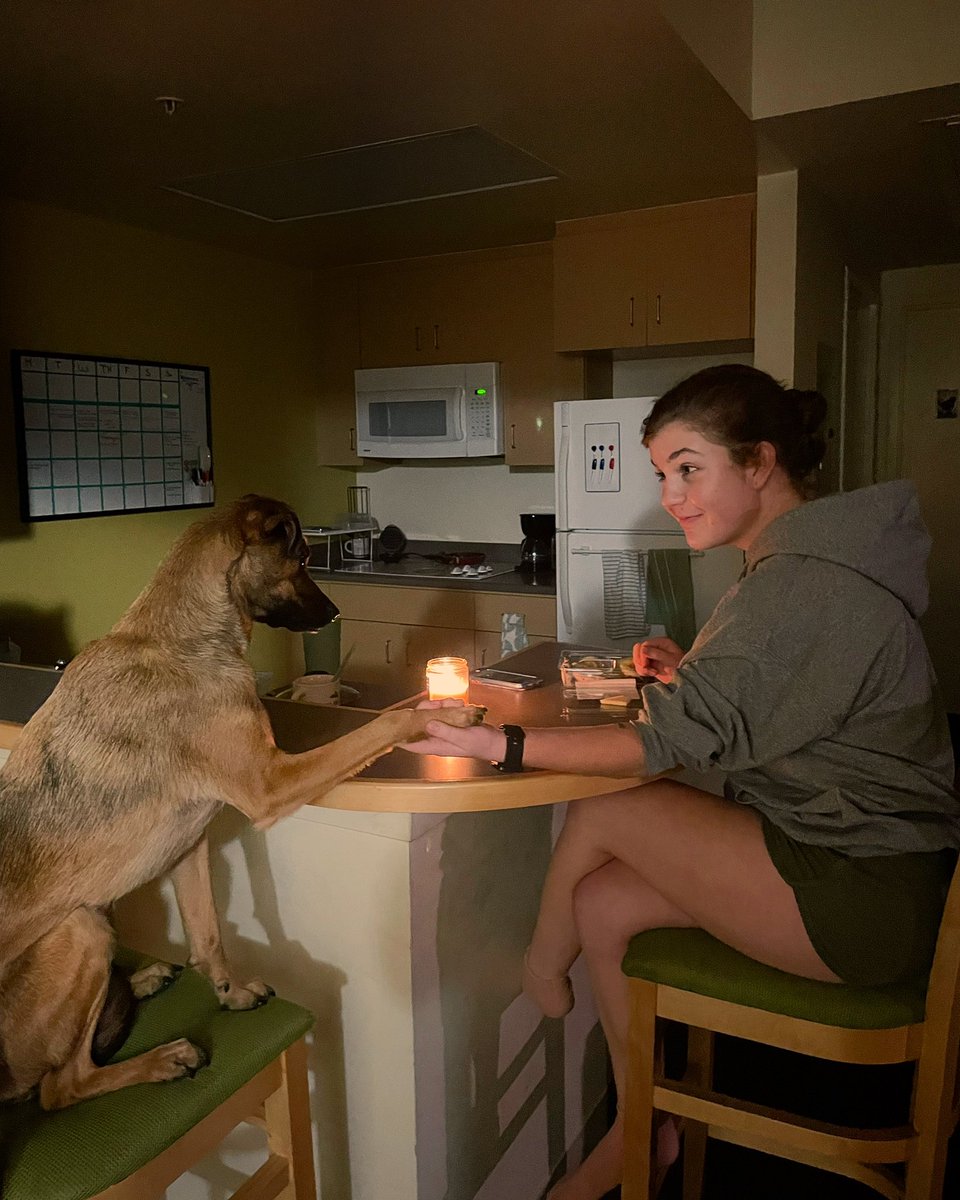 sisunshineboy's tweet photo. had a lovely dinner date with the man #DogsofTwittter https://t.co/uAagIeBcq7