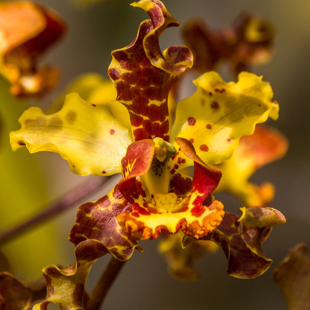 FairchildGarden's tweet photo. Less than 24 hours to support The Million Orchid Project. Give now #GiveMiamiDay #SaveTheOrchids https://t.co/oEKKfP00ot