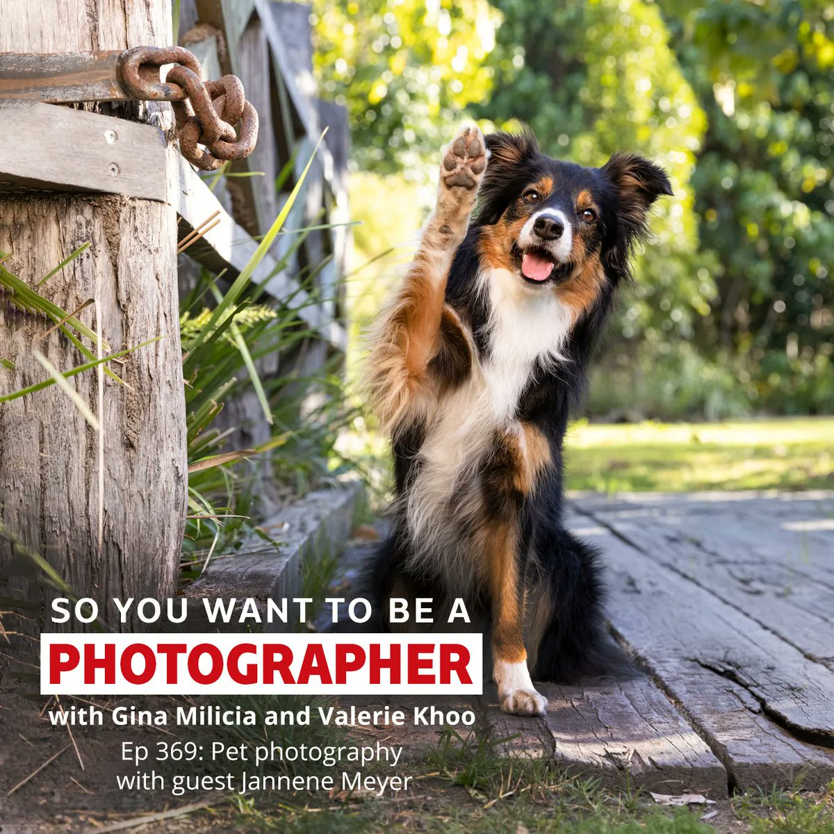 Episode 369 of So you want to be a photographer is here! We chat with Jannene Meyer, an award winning pet photographer located on the Gold Coast of Australia.  buff.ly/3HuMMVX