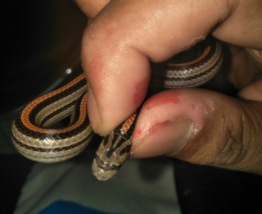 Qora tayt kiygan ayolning külotsiz videosi