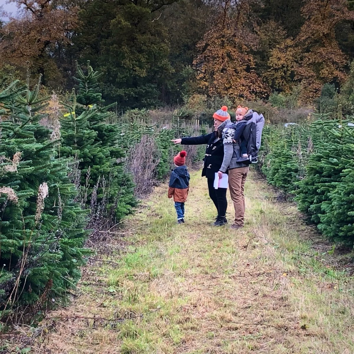 BlackthorpeBarn's tweet photo. This weekend is the last weekend to choose your real Christmas tree on the plantation, before it’s cut, netted and made ready for you.
Book your place, or just turn up.

Pre-cut trees available Friday 19th Nov.

https://t.co/CKbVD6yhoY

#christmastreeshop #suffolk #burystedmunds https://t.co/qhEArwY7tZ