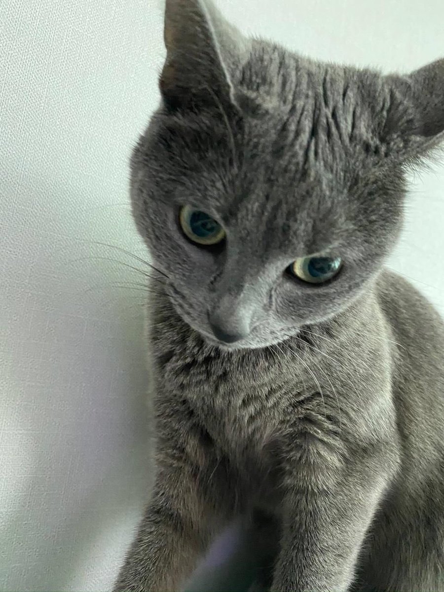 STAYC_Seeunn's tweet photo. @KUANLlNE Richieee is ma babyy hihi hereee~ meet my richie https://t.co/WhU9TPjcLv