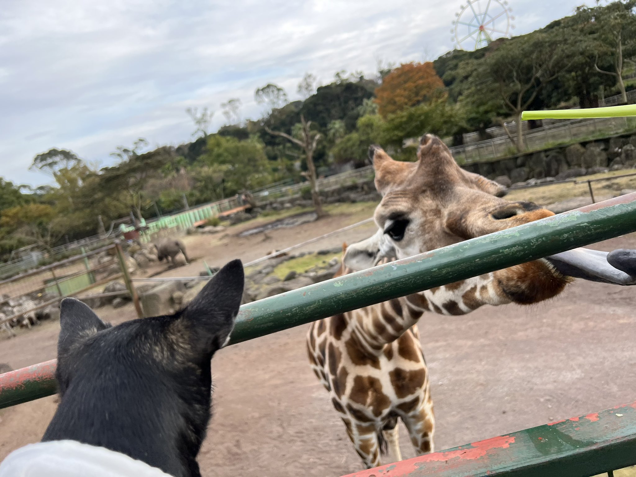 ゆっちゃん 11 Yucchan1y Twitter