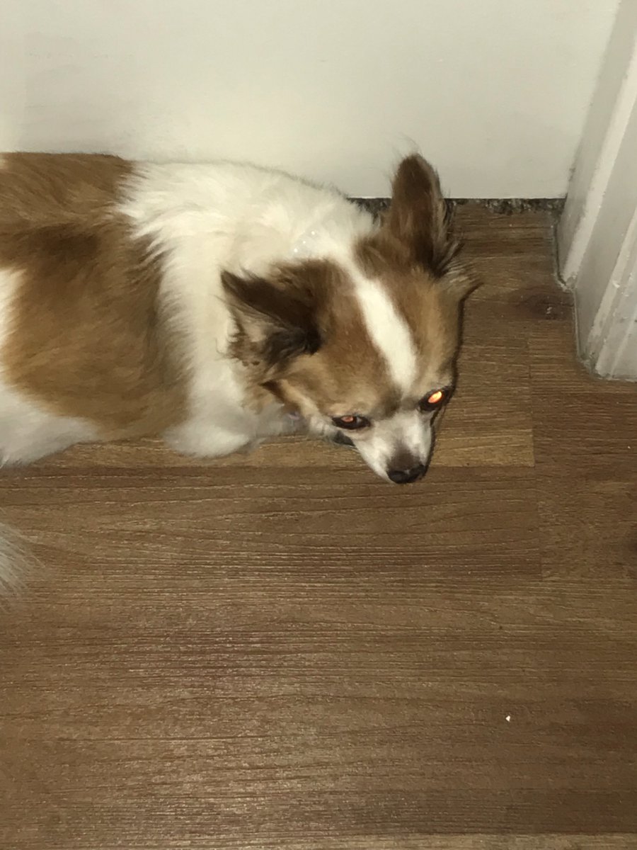 NativeNinjaJr's tweet image. 