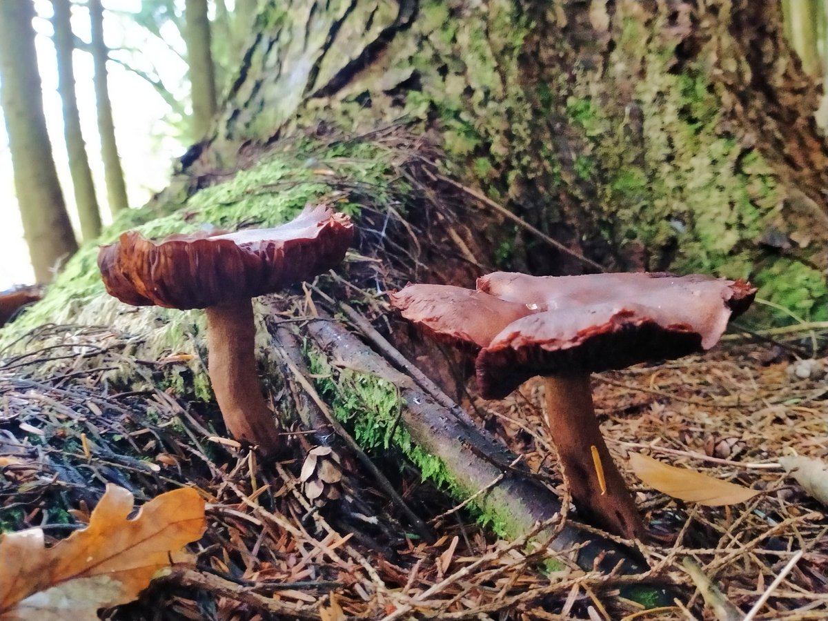 twistybonce's tweet photo. More woodland wonders 🍂🍁🍄 Have a lovely Thursday 😌🧡 #autumn #woods #nature #NaturePhotography #beautiful #photooftheday #photographer https://t.co/N8VSd8NCBS