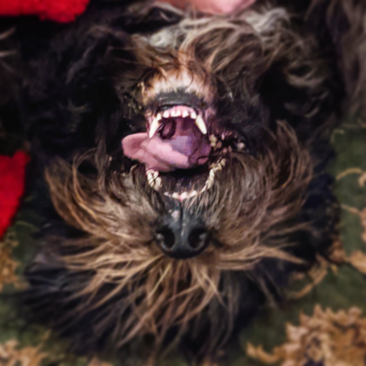 _MollyBear's tweet photo. #ThrowbackThursday #Upsidedown #Wookie #fierceface. ππΎ https://t.co/OO3gpsK4UR