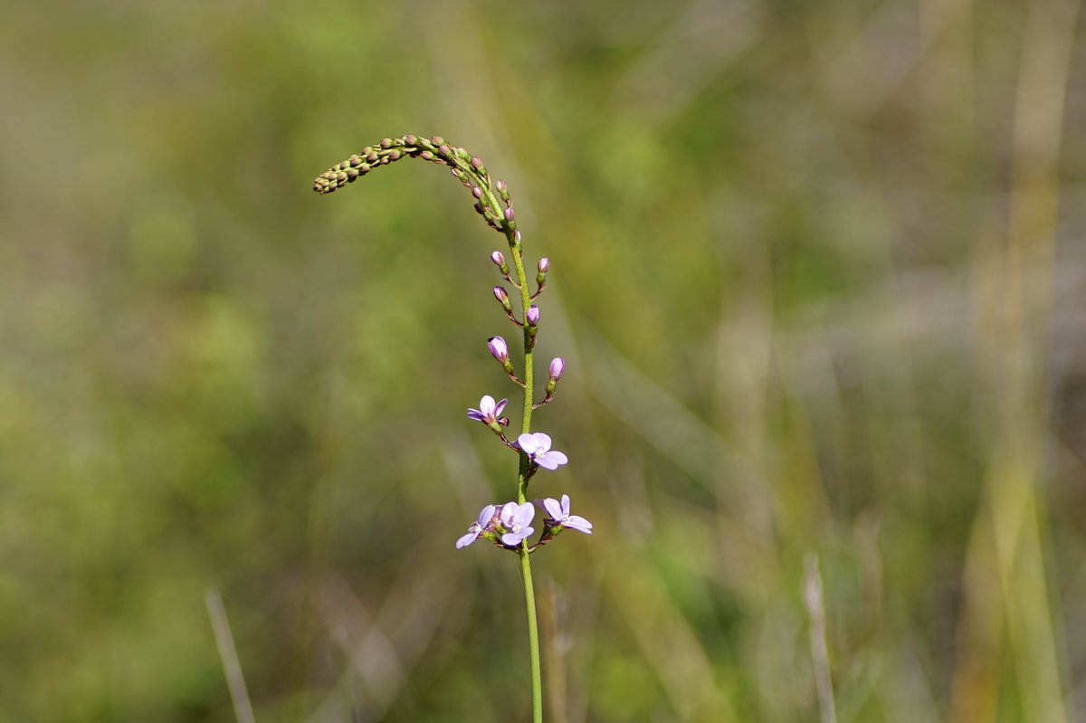 lost_in_botany's tweet photo. Stylidium amoenum (#Stylidiaceae)
It’s easy to see why these are called the lovely #triggerplant https://t.co/acHWddipvI