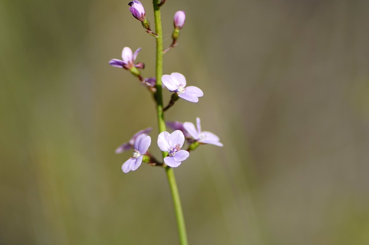 lost_in_botany's tweet photo. Stylidium amoenum (#Stylidiaceae)
It’s easy to see why these are called the lovely #triggerplant https://t.co/acHWddipvI