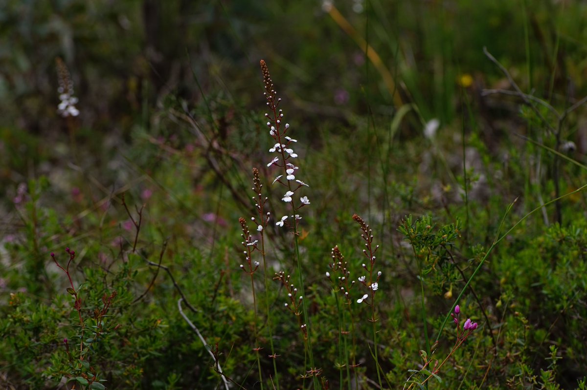 lost_in_botany's tweet photo. Stylidium amoenum (#Stylidiaceae)
It’s easy to see why these are called the lovely #triggerplant https://t.co/acHWddipvI