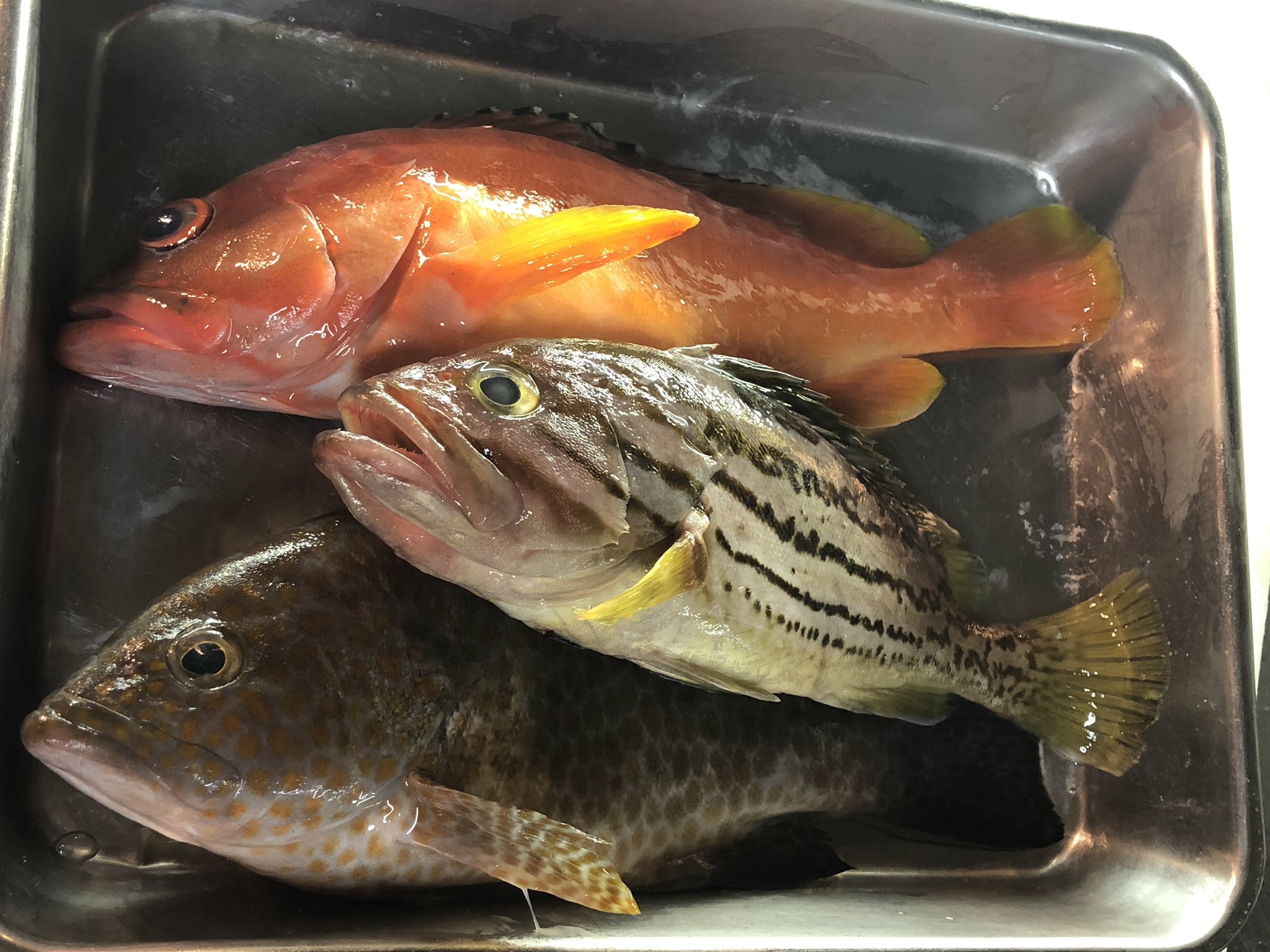 Ototodiningbou 当店には専属の釣師が数名います 店主釣物高級魚のハタ三種です 上からアカハタ ホウキハタ オオモンハタです 釣ハタ三種刺し 1000 限定3人前程です 中々無いので白身好きの方は是非 ご来店お待ちしております Bou 高級魚