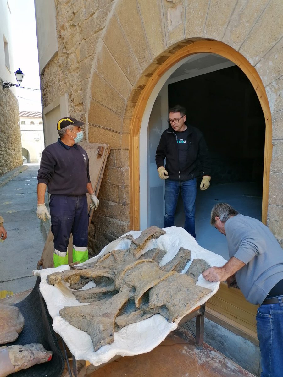 MuseuConcaDella's tweet photo. Mica en mica, els habitants del nou museu van arribant als nous espais. Però imagineu que heu de rebre el titanosaure més gran d’Europa. Com el farieu entrar?
-Per la posta principal, però per parts.
El que veieu són només les 3 primeres vèrtebres del tronc.😅

📸 @Anna_Valles_ https://t.co/8trKpnCV2g