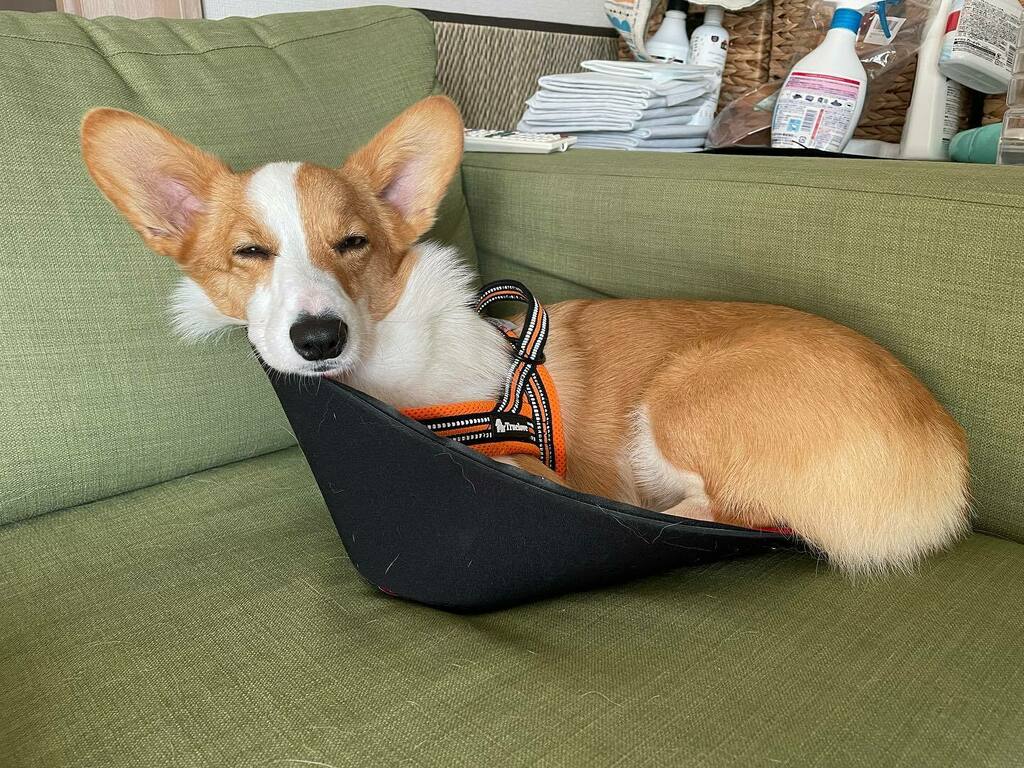 はなちゃん コーギー Hanachan0602 Twitter