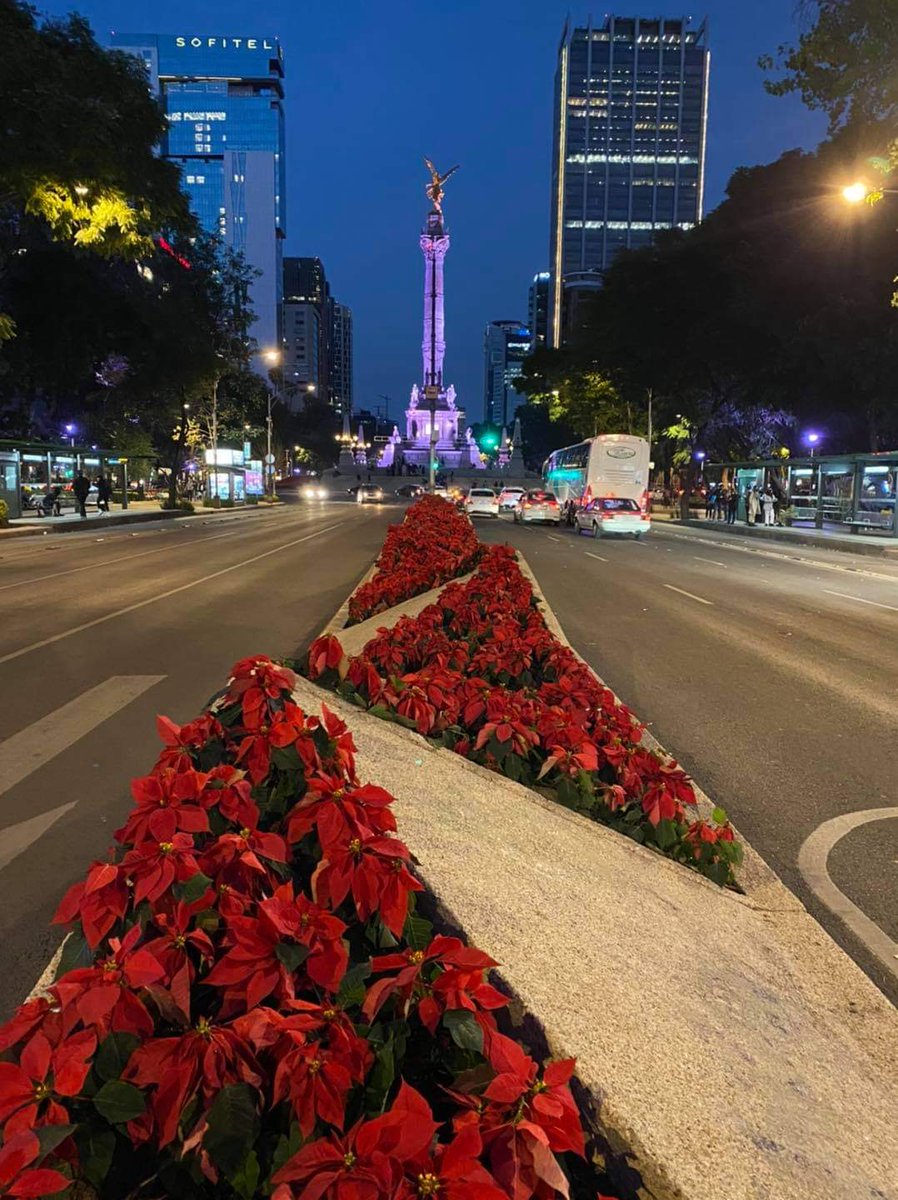 ⚠️Atención instagrammers⚠️

Ya pusieron nochebuenas en Reforma.

Repito: ya pusieron #nochebuenas en #Reforma

#lafotoquenopuedefaltar