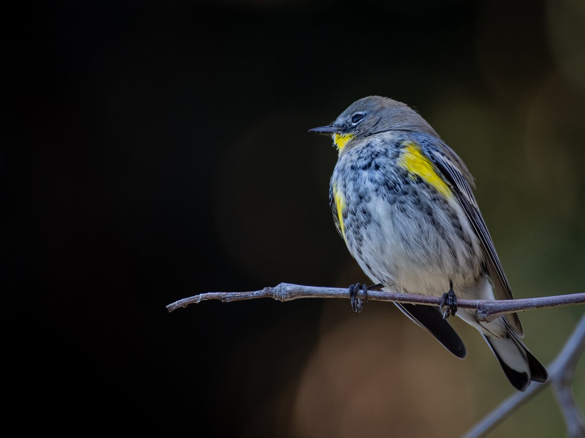 onesmallspeck's tweet photo. #PerchTime for this Yellow-rumped Warbler.
#Birding #BirdPhotography #EarthCapture https://t.co/y1YI2B2Yb7
