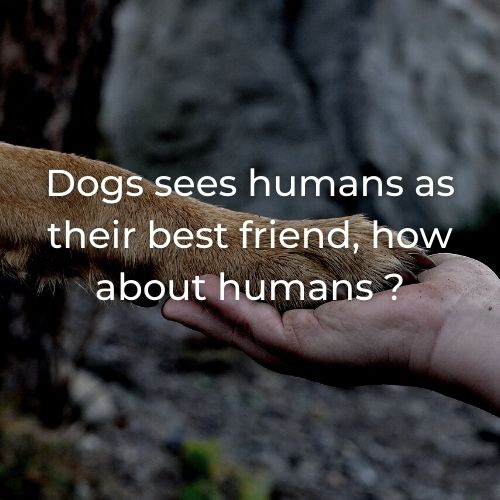 CJXuan1's tweet photo. Dogs sees humans as their best friend, but how about humans?
YouTube Channel : https://t.co/vw7yaNA6MT
Name : Voice For Fur

#intiiu #youtubegroup #animalcruelty https://t.co/hJR8NPN1Q3