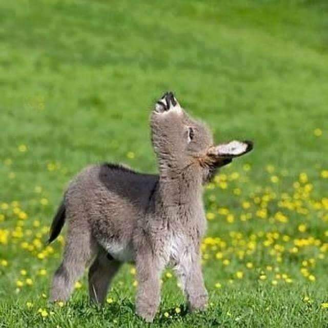 KatanaHugo's tweet photo. A happy little donkey!
#photos #photography #animals #donkey https://t.co/CK4KhuQ416
