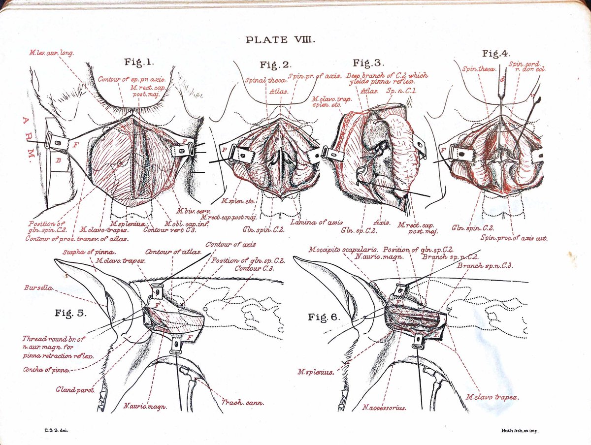 neurovet_clare's tweet photo. Sometimes finding the original anatomical descriptions can help you understand a modern problem. Looking at these diagrams and descriptions of c2 nerve root and ganglion by Sherrington helps me understand phantom scratching in cervical Syringomyelia. And they are beautiful. https://t.co/ndrFjNJOEN