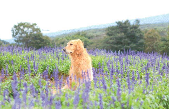 【犬めくり おかわり】 チェルシー（2021年10月21日掲載） お花畑で捕まえて❤