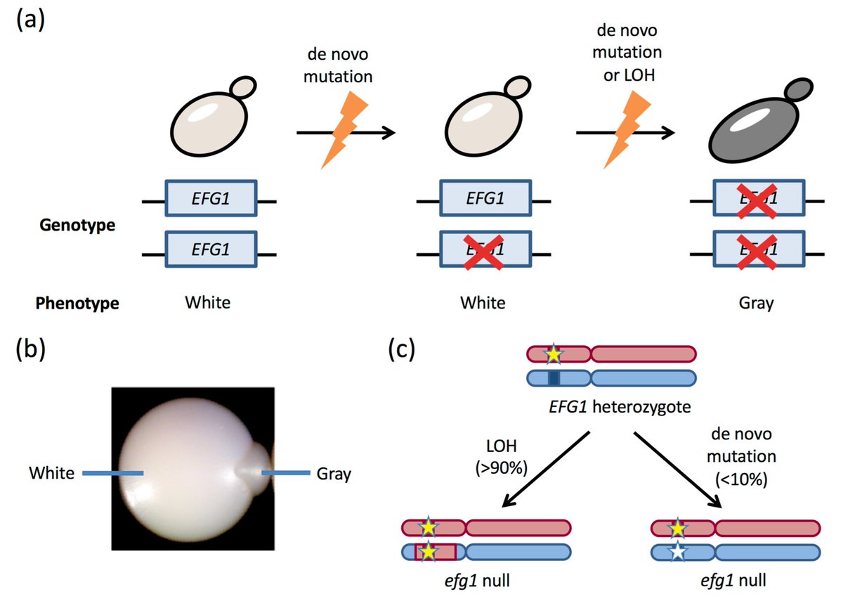JoF_MDPI's tweet photo. A review entitled “The Impact of #Gene Dosage and #Heterozygosity on the Diploid Pathobiont #Candida_Albicans” from Richard J. Bennett et al.
View full text at https://t.co/7qmIKbSTD3 https://t.co/R9LWODP7mN
