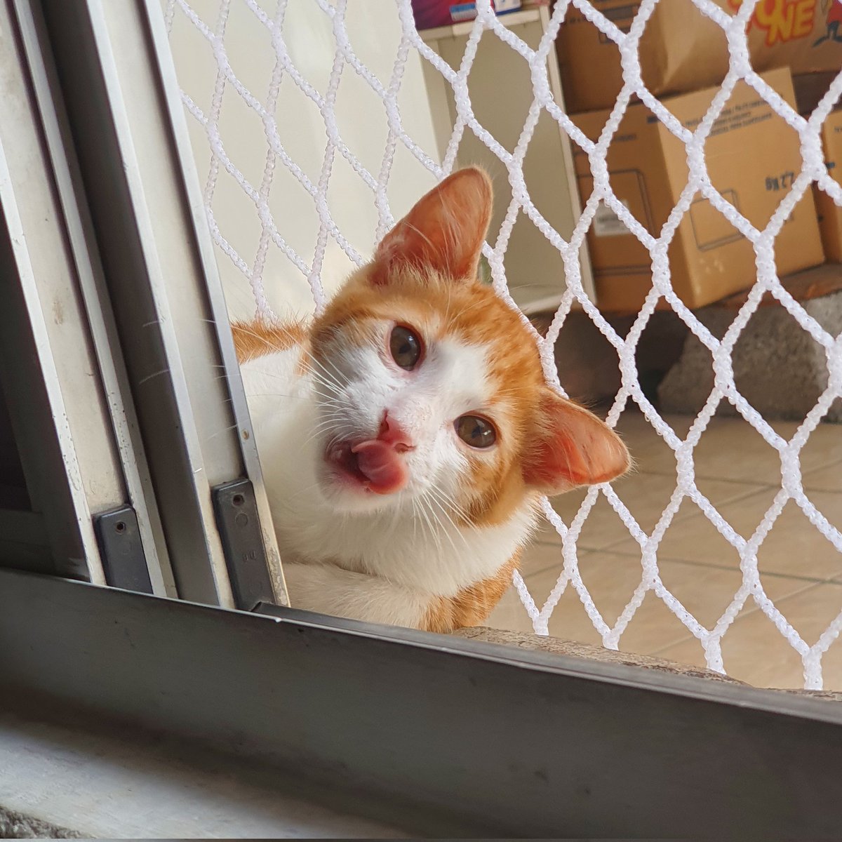 sylviettier's tweet photo. day 4: cats for sophia 🐱💖 — #SOPHWEEK 

hey, @sophiadimartino! this is rony, my cat, he's very cute and clever, and he wishes you a happy bday! (also, a wonderful week!) 

@SophWeek @sophdimartinobr https://t.co/BTY6v8wuhw