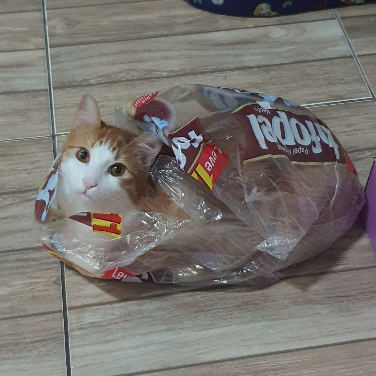 sylviettier's tweet photo. day 4: cats for sophia 🐱💖 — #SOPHWEEK 

hey, @sophiadimartino! this is rony, my cat, he's very cute and clever, and he wishes you a happy bday! (also, a wonderful week!) 

@SophWeek @sophdimartinobr https://t.co/BTY6v8wuhw