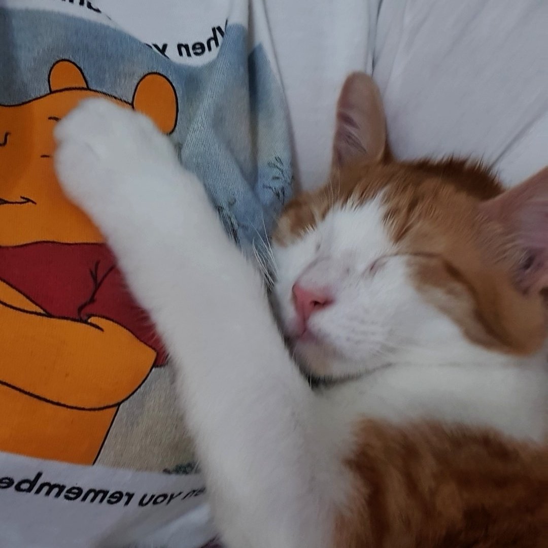 sylviettier's tweet photo. day 4: cats for sophia 🐱💖 — #SOPHWEEK 

hey, @sophiadimartino! this is rony, my cat, he's very cute and clever, and he wishes you a happy bday! (also, a wonderful week!) 

@SophWeek @sophdimartinobr https://t.co/BTY6v8wuhw