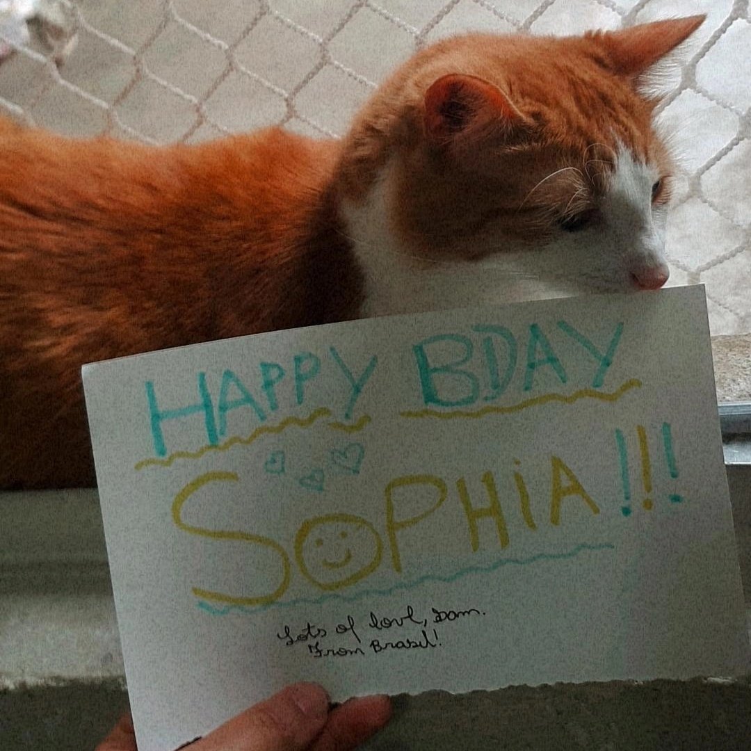 sylviettier's tweet photo. day 4: cats for sophia 🐱💖 — #SOPHWEEK 

hey, @sophiadimartino! this is rony, my cat, he's very cute and clever, and he wishes you a happy bday! (also, a wonderful week!) 

@SophWeek @sophdimartinobr https://t.co/BTY6v8wuhw