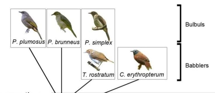 avianevo's tweet photo. Interglacial landbridges in SE Asia were thought to allow birds unimpeded movement across Sundaland. However, this study uses genomic data to demonstrate that these landbridges were not universal conduits of gene flow: https://t.co/uUbAwhqU0d https://t.co/eILqtQiwcK