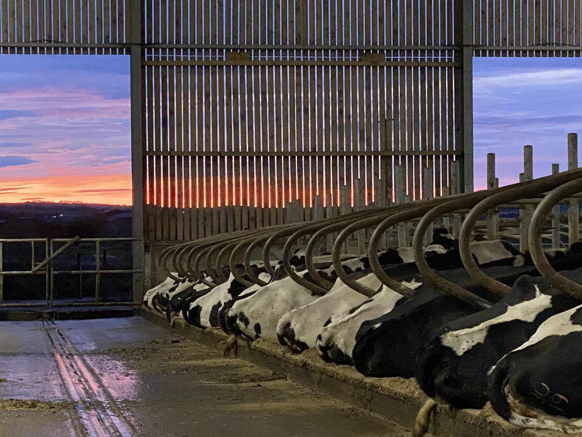 RHolsteins's tweet photo. Sunrise! Good Morning all! https://t.co/U6ouPnqbHA