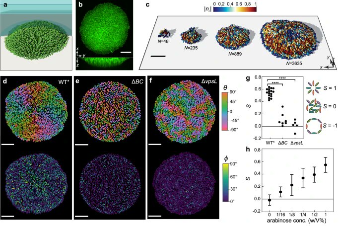 EvolvedBiofilm's tweet photo. Mechanical forces drive a reorientation cascade leading to biofilm self-patterning

-in @NatureComms 

https://t.co/3fNSq8dBsJ https://t.co/EOm2kbedIp