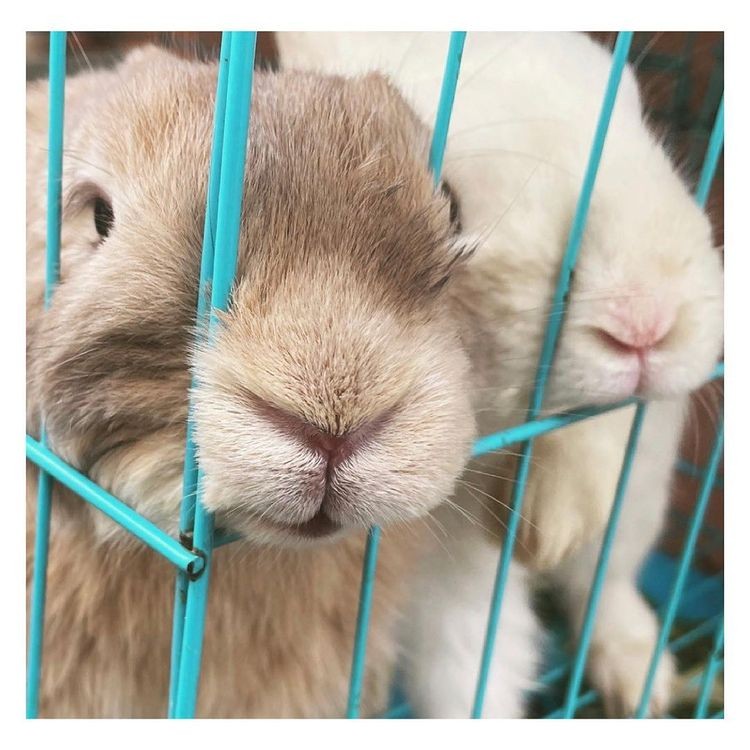 TtdsYuma's tweet photo. 🐇🐇 https://t.co/XuayI4WqFq