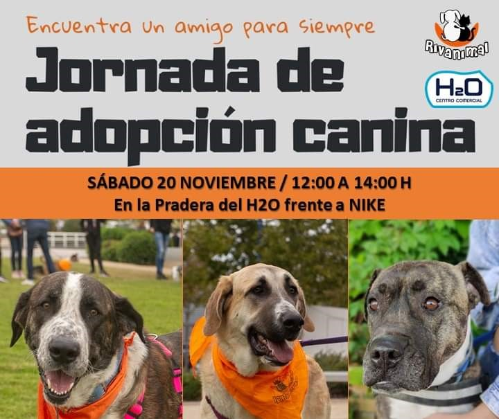 rivasactual's tweet photo. Este sábado Rivanimal organiza una nueva jornada de adopción canina #Rivas #RivasActual #Rivanimal #AdopcionCanina
https://t.co/M9q3qctOmN https://t.co/HE5wyQTjrD