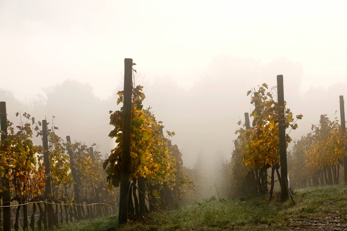 CastellodelleRe's tweet photo. L’opera di ristrutturazione del corpo aziendale ha interessato soprattutto la superficie vitata. Dai 20 ettari di vigneti storici di Sangiovese grosso e Merlot si è passati agli attuali  80. https://t.co/p07sd3YDpI