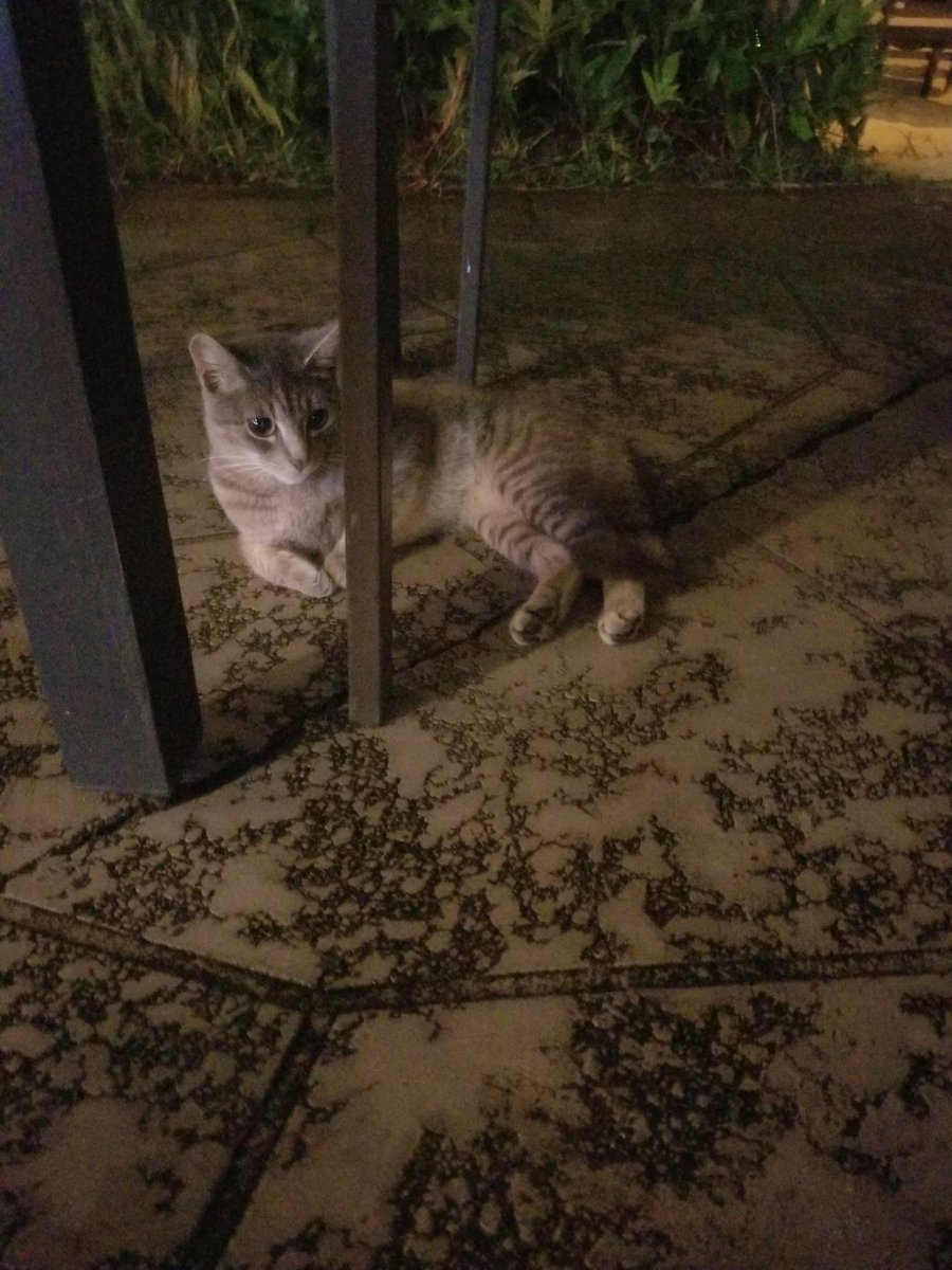 _davewiff's tweet image. Day 8:  Last inter-island travel day. Non-eventful day tbh. Long waits at the Maui Airport to leave. Long waits in Hawai&apos;i after we landed. Ready for Volcano National Park tomorrow. [Did get to see some cute wild cats in Hilo upon arrival]