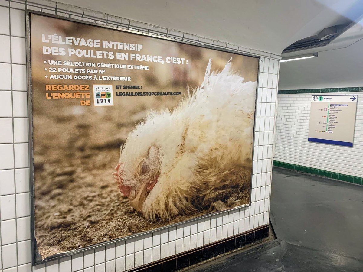 L214's tweet photo. Vous connaissez les pubs #LeGaulois qui montrent des poulets heureux qui dansent? 🙄
 
On a décidé de montrer la réalité dans le métro parisien. https://t.co/AmPrrn5ATB