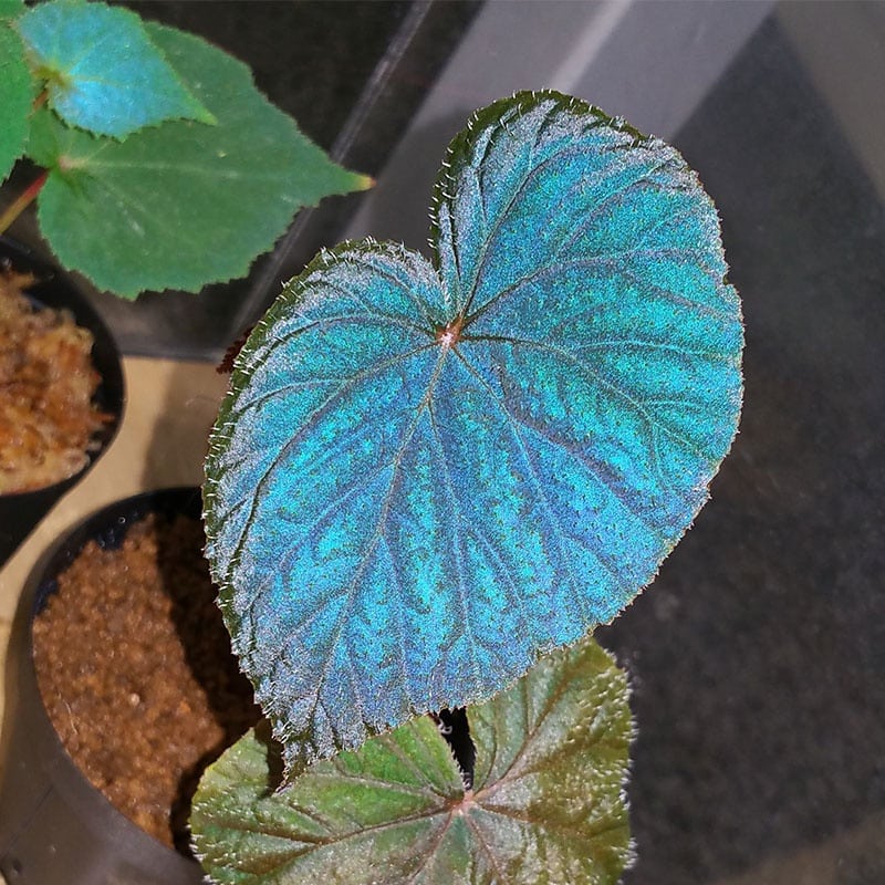 △▽ zK 　青いベゴニア：ベゴニア原種・着生植物・シダ・珍種・原種・野生ラン. △▽ アジアの原種ベゴニア | アクアショップフィン 店長ブログ