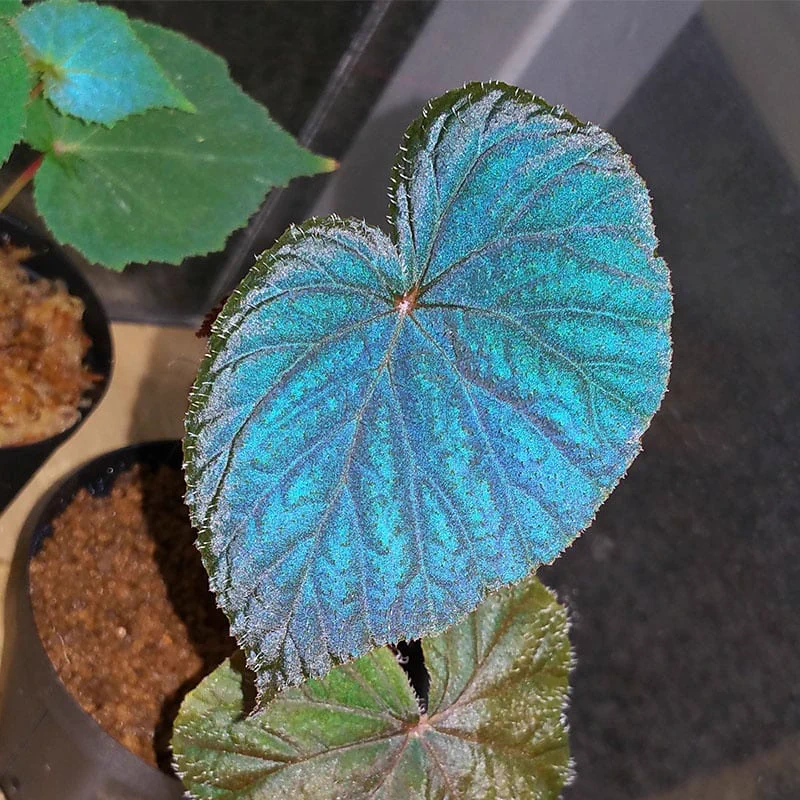 超希少　Begonia lugonis ベゴニア　ルゴニス　増殖株！原種 FEdfORUakAA81RX?format=webp&