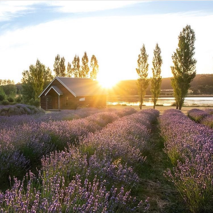 Sunset over the lavender fields at Sault Restaurant in Daylesford. Set on 120 acres surrounded by the Wombat State forest, home to their own kitchen garden, beehives and seasonal flower fields, you'll find Sault just 1.5 hours from Melbourne in spa country. 

📸 IG/gurdeepkhosa