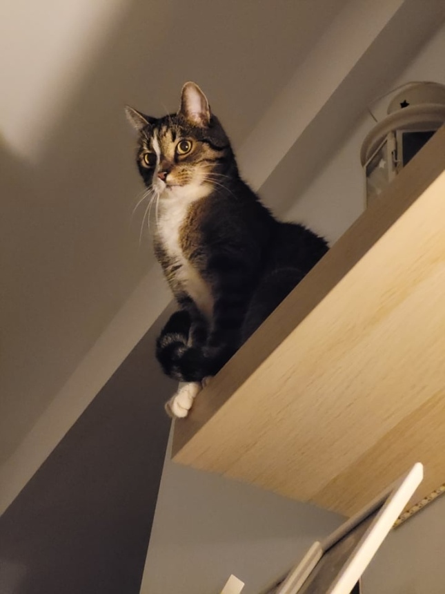 Koci_Blog's tweet image. Dlaczego koty lubią być wysoko? Odpowiedź znajdziesz na naszym blogu! kociakolyska.pl/koty-lubia-byc… * #kociakolyskapl #koty #dombezkotatogłupota