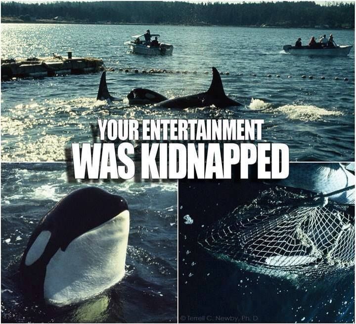 #BoycottSeaworld