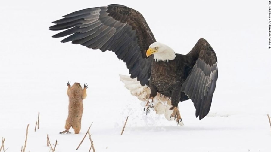 CNN's tweet photo. An uncomfortable monkey and some singing fish star in the Comedy Wildlife Photography Awards 2021 https://t.co/Xsnc8I2v26 https://t.co/BGnhEDRAtr
