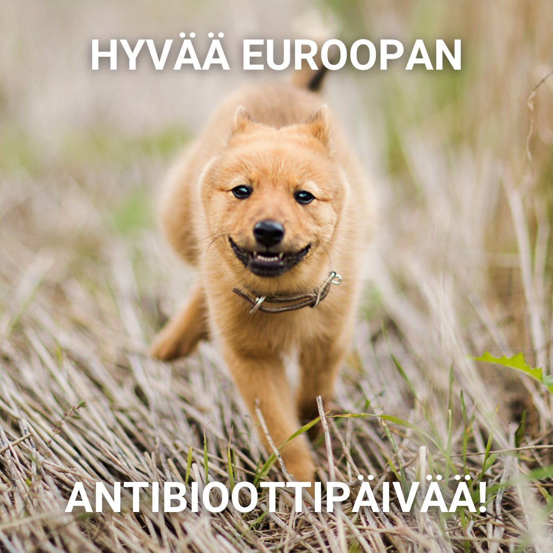 Hyvää Euroopan antibioottipäivää! Vähäinen #antibioottiresistenssi ei ole sattumaa. Seuraavan viikon aikana kerromme työstä, jota lemmikkien ja tuotantoeläinten kanssa tehdään antibioottien tehon säilyttämiseksi. ruokavirasto.fi/viljelijat/ela… 

#EuroopanAntibioottipäivä #EAAD