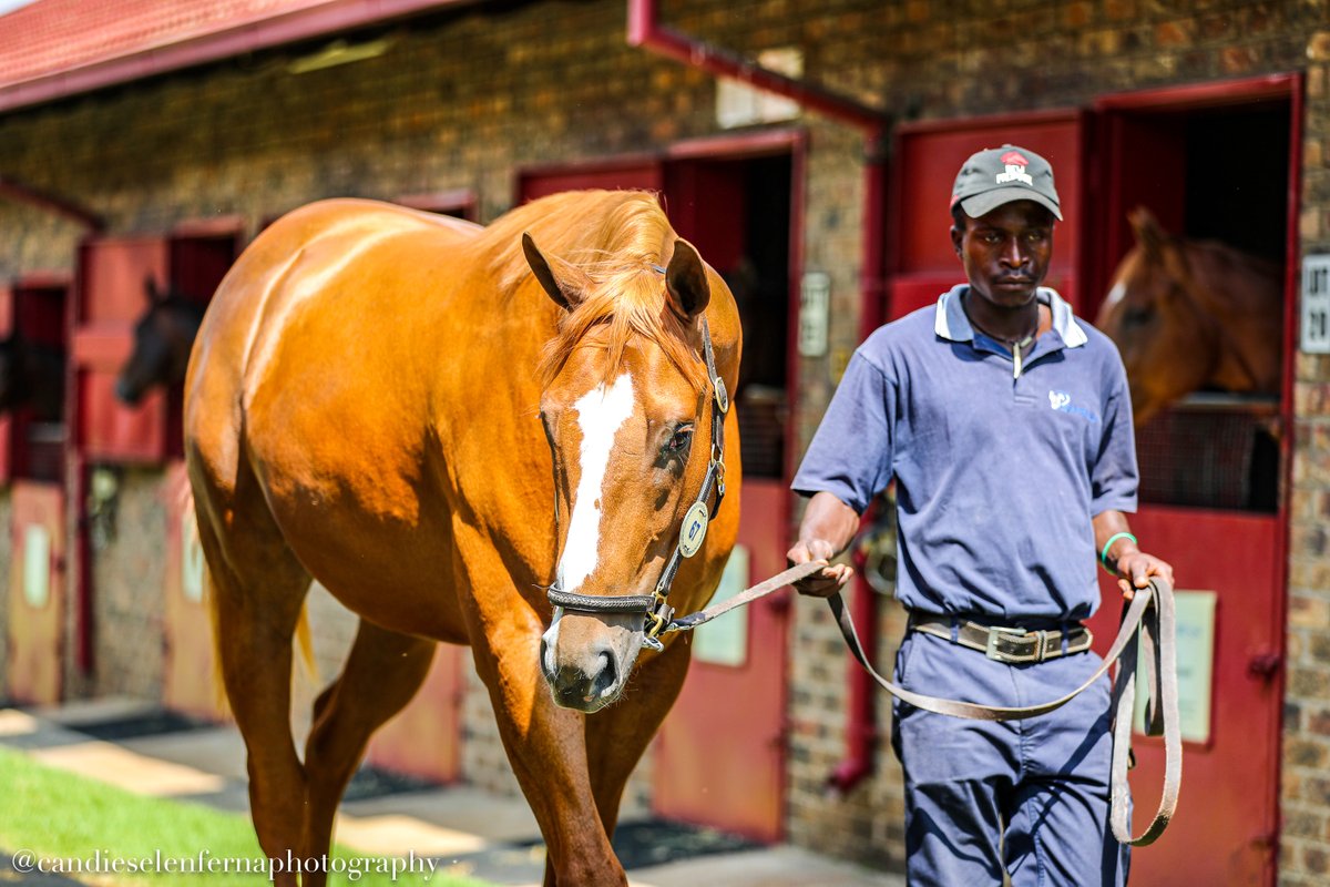 WillowMagic1's tweet photo. A large colt at the @BloodstockSA1 on offer by Willow Magic, out of a half-sister to Wagner and Nassa. Lot 67 Magic Link is available to view at @BushHillStud #willowmagic #dubawi https://t.co/Fo881ud1oH