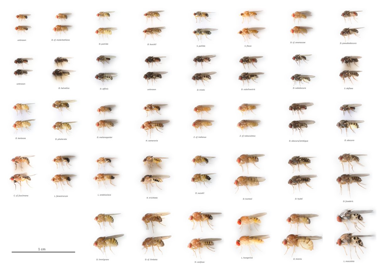 Darren Obbard is bluesky (@darrenobbard) on Twitter photo Apparently today is #FlyDay or #DrosophilaDay in honour of the day #Drosophila melanogaster line w1118 was isolated. Here are the flies that have passed through our lab this year (Thanks to <a href="/Dhobiptera/">Dhobasheni Newman</a> <a href="/popgen_oumie/">Dr Oumie Kuyateh, PhD</a> <a href="/droso4nigeria/">QueenR</a> <a href="/Bernard_Y_Kim/">Bernard Kim</a> <a href="/m_karageorgi/">Marianna Karageorgi</a> <a href="/Dros_EU/">DrosEU</a> et al!) Apparently today is #FlyDay or #DrosophilaDay in honour of the day #Drosophila melanogaster line w1118 was isolated. Here are the flies that have passed through our lab this year (Thanks to <a href="/Dhobiptera/">Dhobasheni Newman</a> <a href="/popgen_oumie/">Dr Oumie Kuyateh, PhD</a> <a href="/droso4nigeria/">QueenR</a> <a href="/Bernard_Y_Kim/">Bernard Kim</a> <a href="/m_karageorgi/">Marianna Karageorgi</a> <a href="/Dros_EU/">DrosEU</a> et al!)