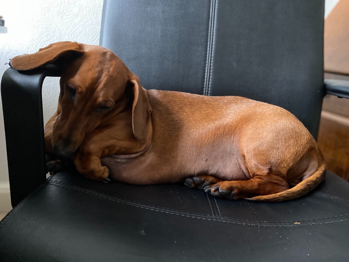 anthonytattum's tweet photo. We’ve noticed that our Head of Barketing, Lilly, has put on some lockdown pounds so the health kick starts today!
These legs are made for walking…
#lockdownlily #lockdownweight #healthkick #thursdaythoughts https://t.co/37IAib3ArB