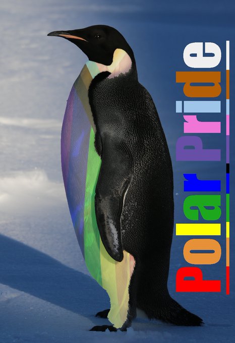A penguin with the progress pride flag superimposed on its belly. The words Polar Pride are written in rainbow text down the right side of the image.