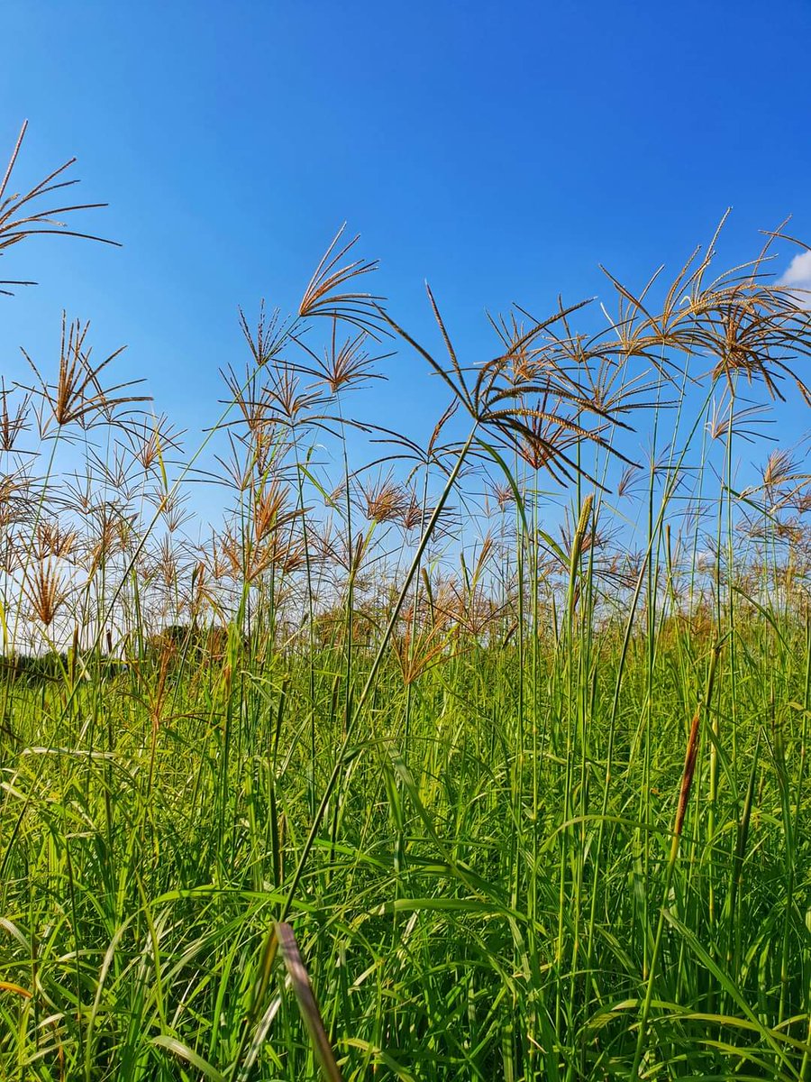 AgricolSeeds's tweet photo. Mooirivier summer grass mixture is a highly palatable mixture of Smutsfinger, Rhodes grass &amp; White buffalo grass - planted in areas with an average rainfall of 450-650mm.

#agricol #goforgrowth #grazibg #buffalograss #mooirivier #summermixture #averagerainfall #grass #mixture https://t.co/J2racq0cjT