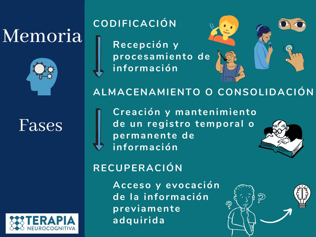RebecaG77423985's tweet photo. #educamente La memoria es una función cognitiva superior, siendo fundamental para nuestra vida. Pero, ¿ sabes cómo funciona nuestra memoria? 
Si lo quieres descubrir, observa esta infografía sobre las fases de la Memoria 🧠 https://t.co/O83OGotxkw