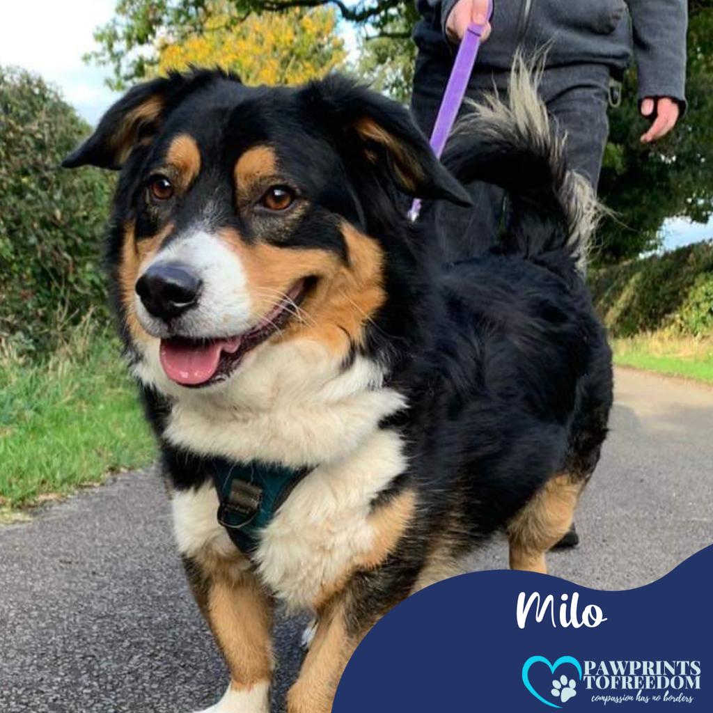 Pawprints2F's tweet photo. Milo is at Our Safe Haven in #Nantwich #Cheshire!💖Handsome, 6yo Milo gets excited when people enter his kennel.🐶 Milo is looking for an experienced adult-only home. He walks well on the lead &amp; wears &amp; enjoys time off the lead in a secure field. #rescudogs #dogs #dogsoftwitter👇 https://t.co/ZnTzhp5GDv