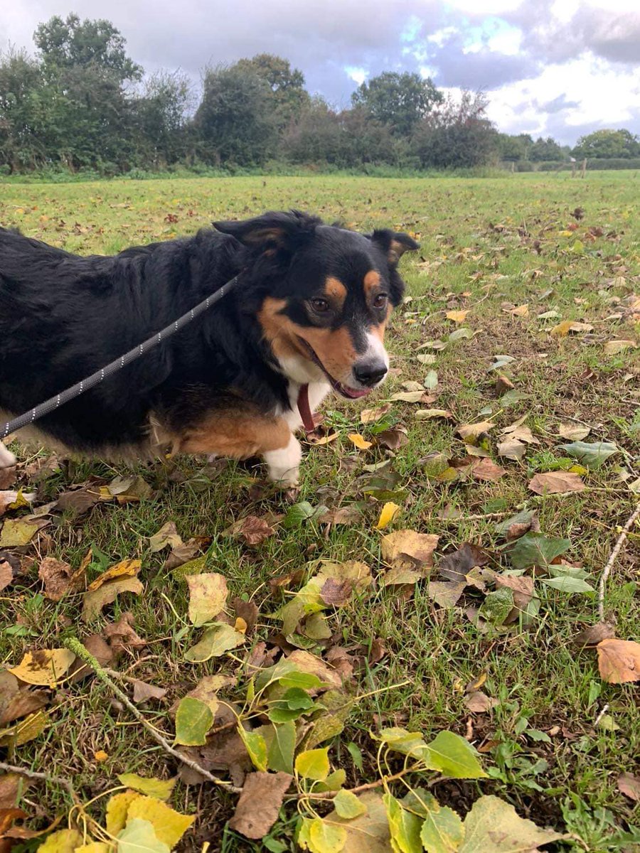 Pawprints2F's tweet photo. Milo is at Our Safe Haven in #Nantwich #Cheshire!💖Handsome, 6yo Milo gets excited when people enter his kennel.🐶 Milo is looking for an experienced adult-only home. He walks well on the lead &amp; wears &amp; enjoys time off the lead in a secure field. #rescudogs #dogs #dogsoftwitter👇 https://t.co/ZnTzhp5GDv